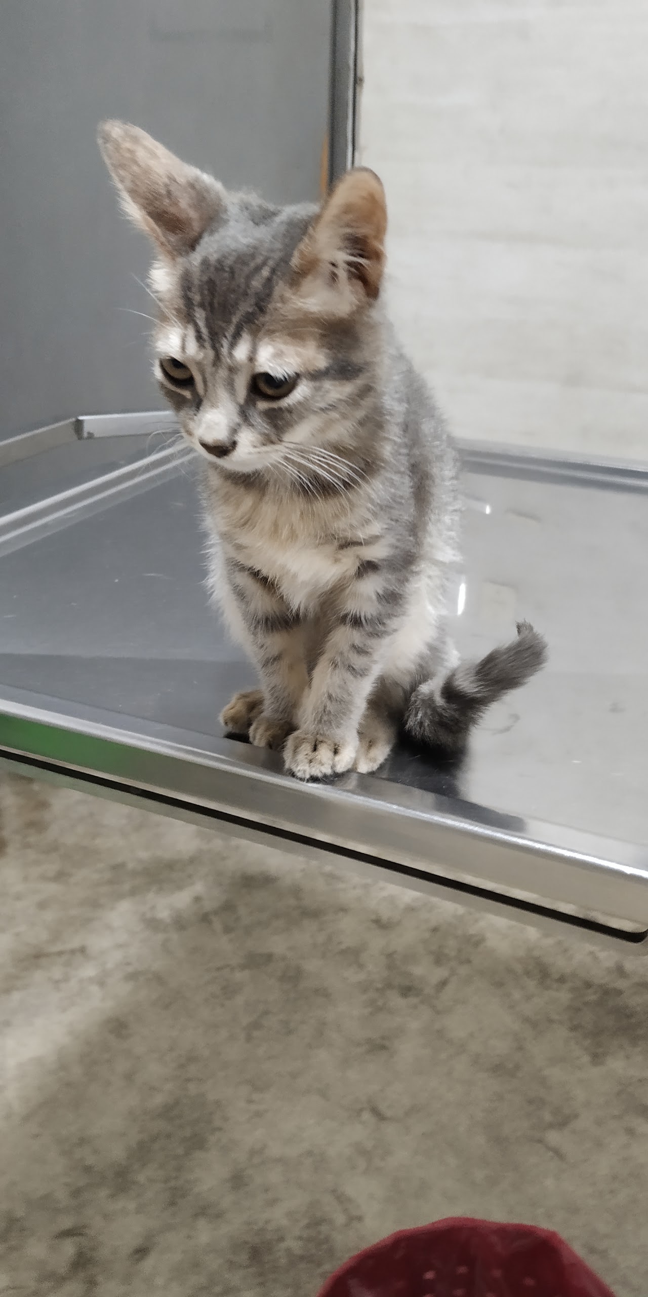 Paciente felino en consulta en el Hospital Veterinario Córdoba