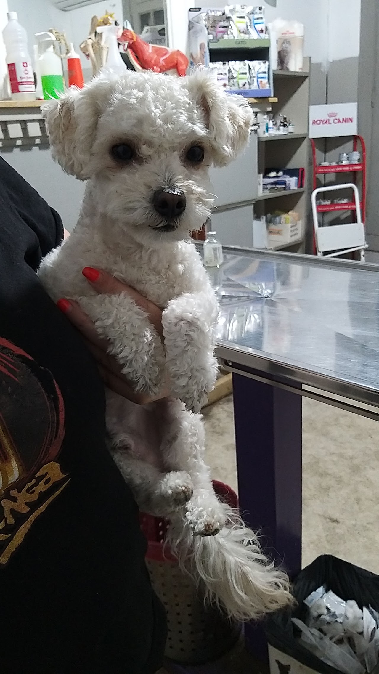 Interior del Hospital Veterinario Córdoba con paciente canino