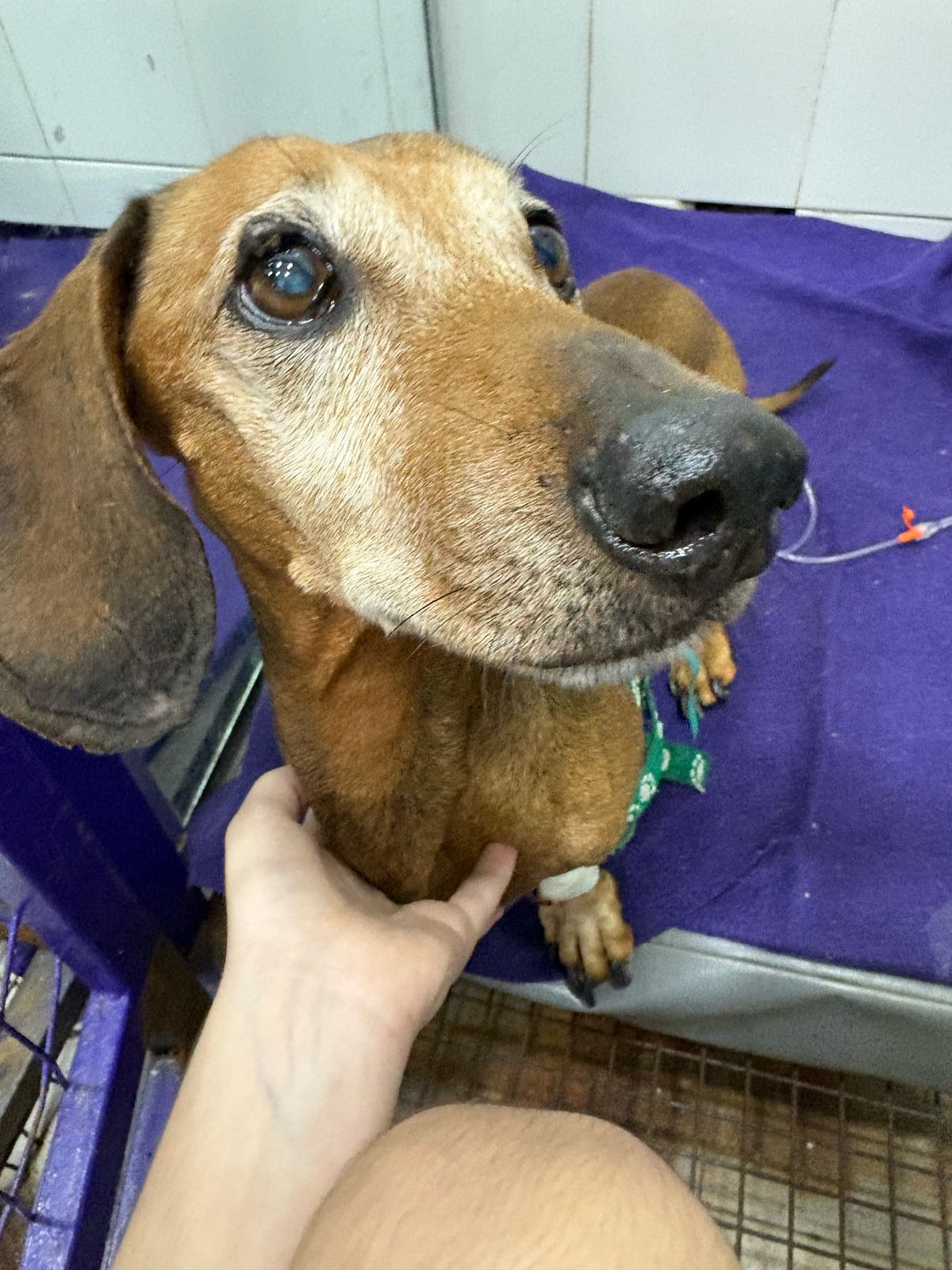Paciente canino internado en el Hospital Veterinario Córdoba